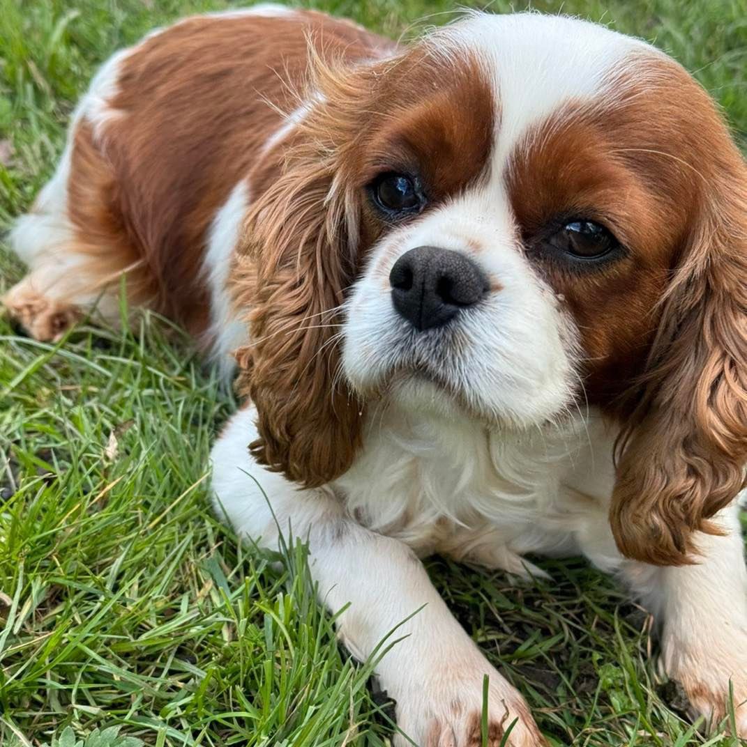 Ella is a 5-year-old Blenheim Cavalier who came to the rescue from a breeder. She is looking for a fabulous forever home ❤️

A reduced adoption fee applies.

Sweet Ella is a quiet, gentle-natured girl who loves other dogs and relies on them for confidence. She loves her food and