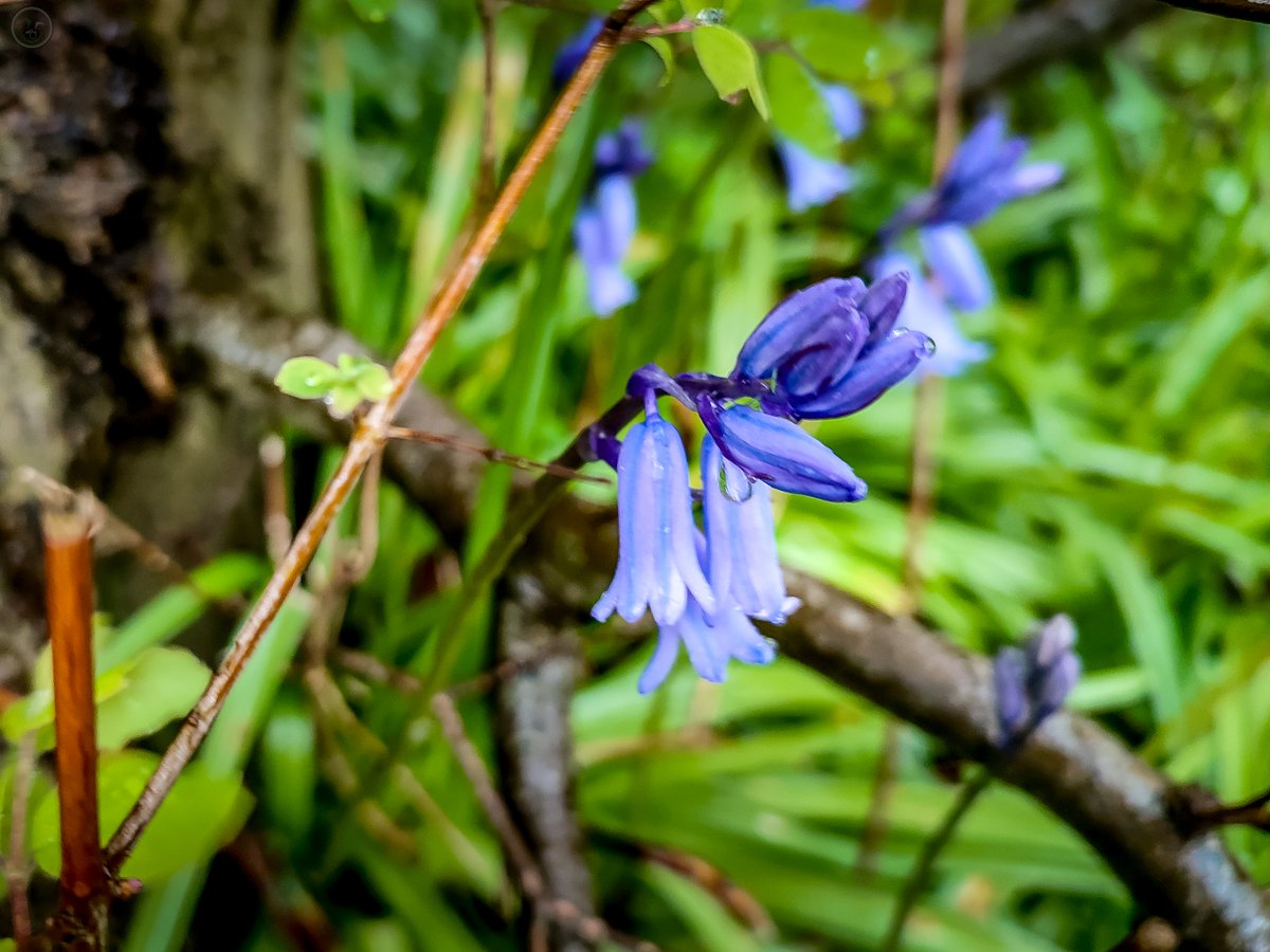 Finally some Colour!

Found while getting soaked when students were on their Bikeability training 😆

#flower #colour #photography #photographer #redmi #phonephotography