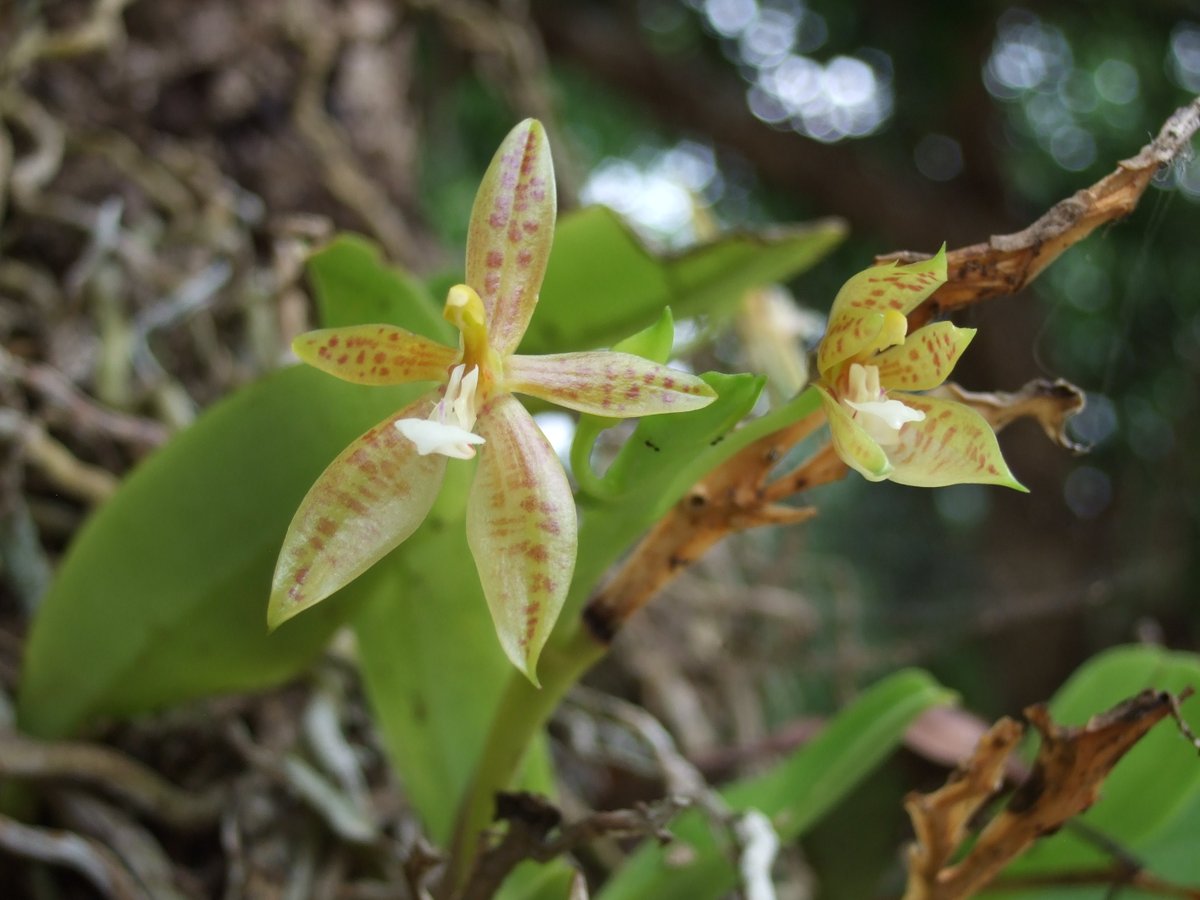 渓流沿いはランの宝庫 Phalaenopsis cornu-cervi