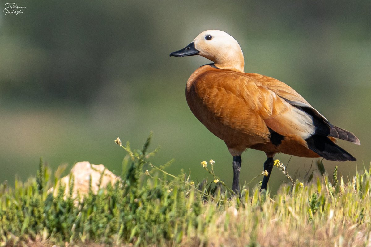 Daha önce bir angıt (Tadorna ferruginea) görmüş müydünüz? Ördekgiller (Anatidae) familyasında sınıflandırılan bir su kuşudur. Küçükköy, Ayvalık’taki Nikita Deresi’nde fotoğrafladım. Aynı zamanda subasar çayırlara sahip pek çok türe ev sahipliği yapan bir sulak alan. Korunması