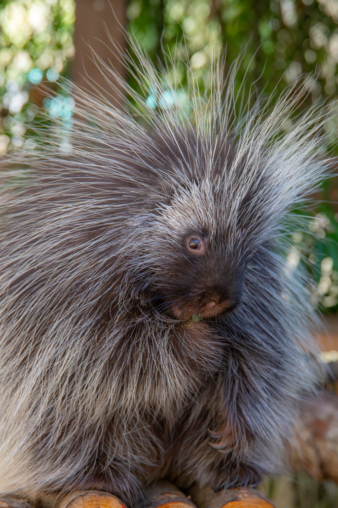 OregonZoo tweet picture