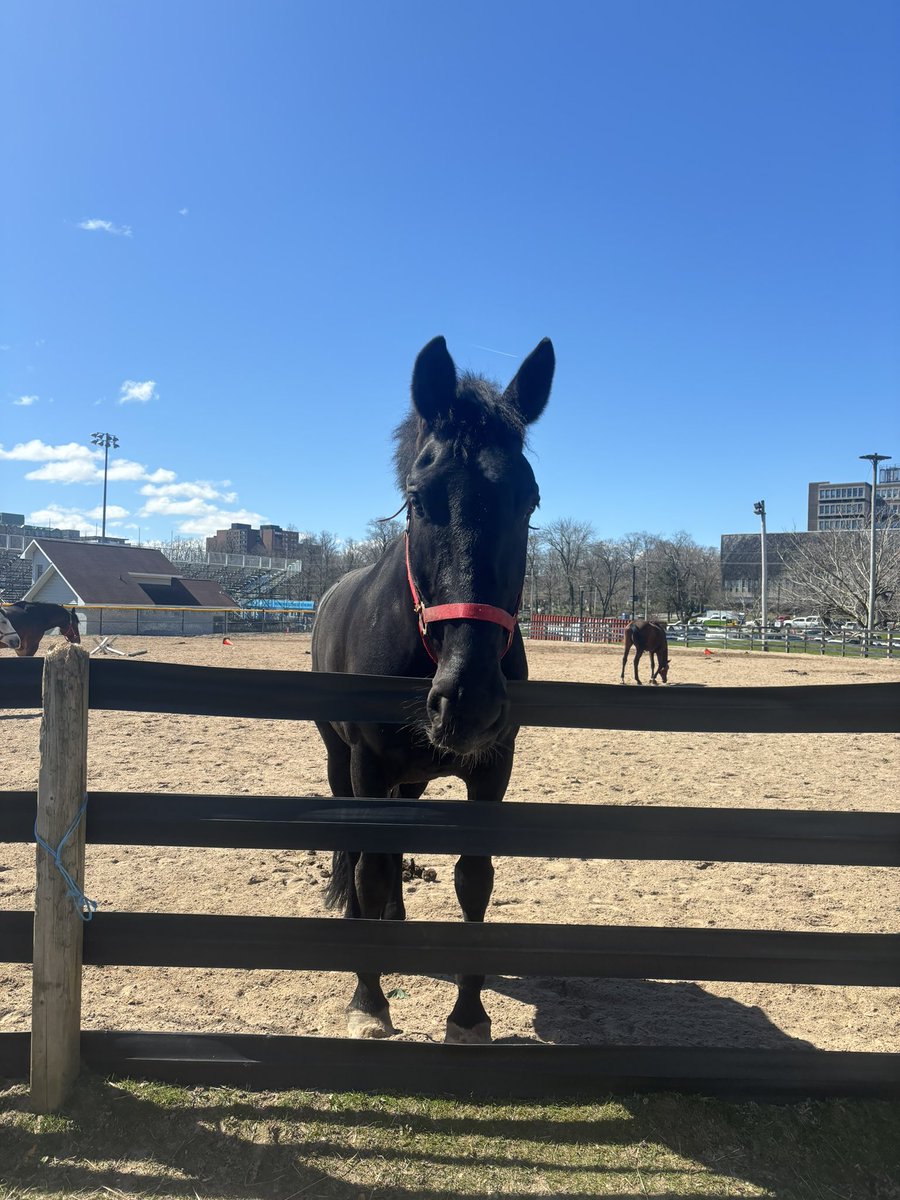 Halifax_Lancers's tweet photo. Dont forget to stop by and say hello to the #horsesofhalifax ❤️🐴☀️

#horsesofhalifax #BuildingBetterLives #horselove #nonprofit #equestrian #urbanbarn #OnceALancerAlwaysALancer https://t.co/F9dwRXLKup