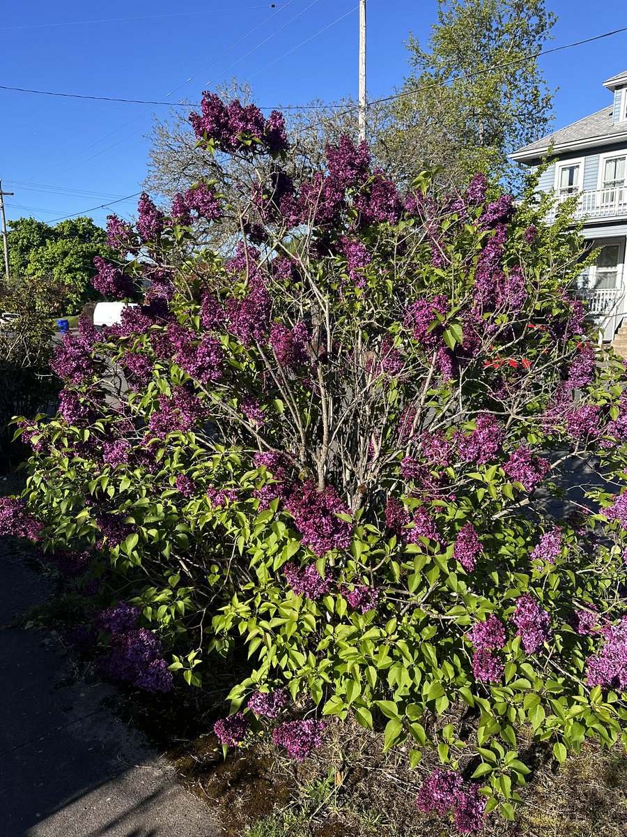 The older neighborhood lilac bush is showing off this year!
❤️🌷❤️
#tiktok #like #love #foryou #lilac #spring #buyahome #sellahome #lifeofarealtor #portland #pdxscott