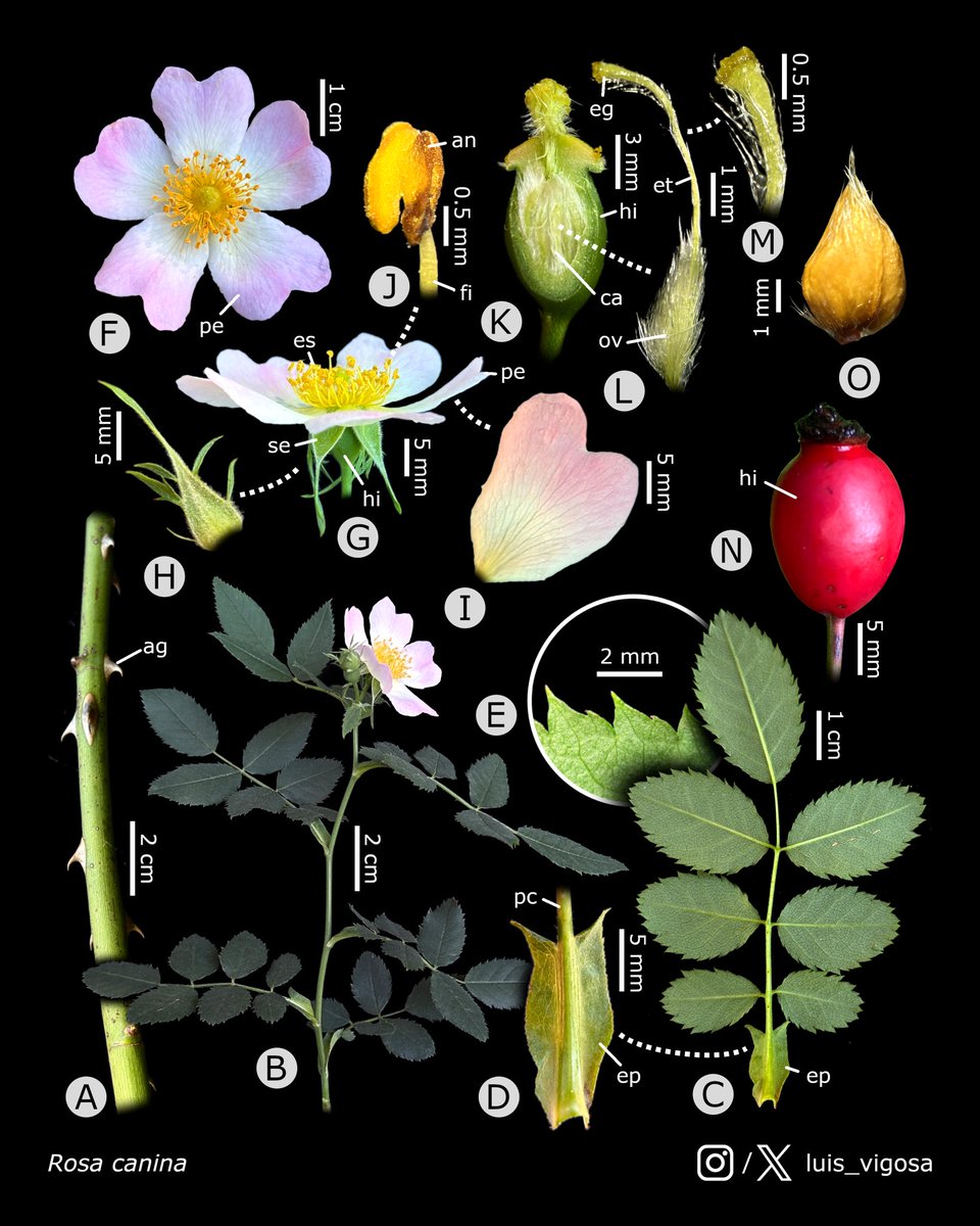 Rosa canina (Rosaceae)
#botany #flowers #taxonomy #plants