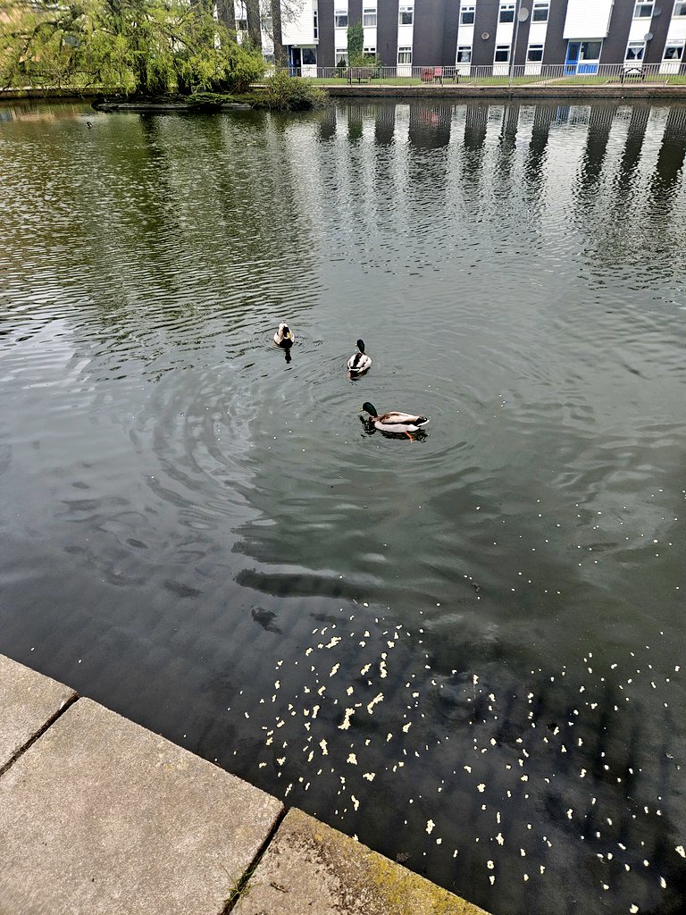 We've repotted the orchid plant and had a visit to feed the ducks today before the spring showers 🌸🦆🌦️ <a href="/SkylarkLSCFT/">Skylark</a>