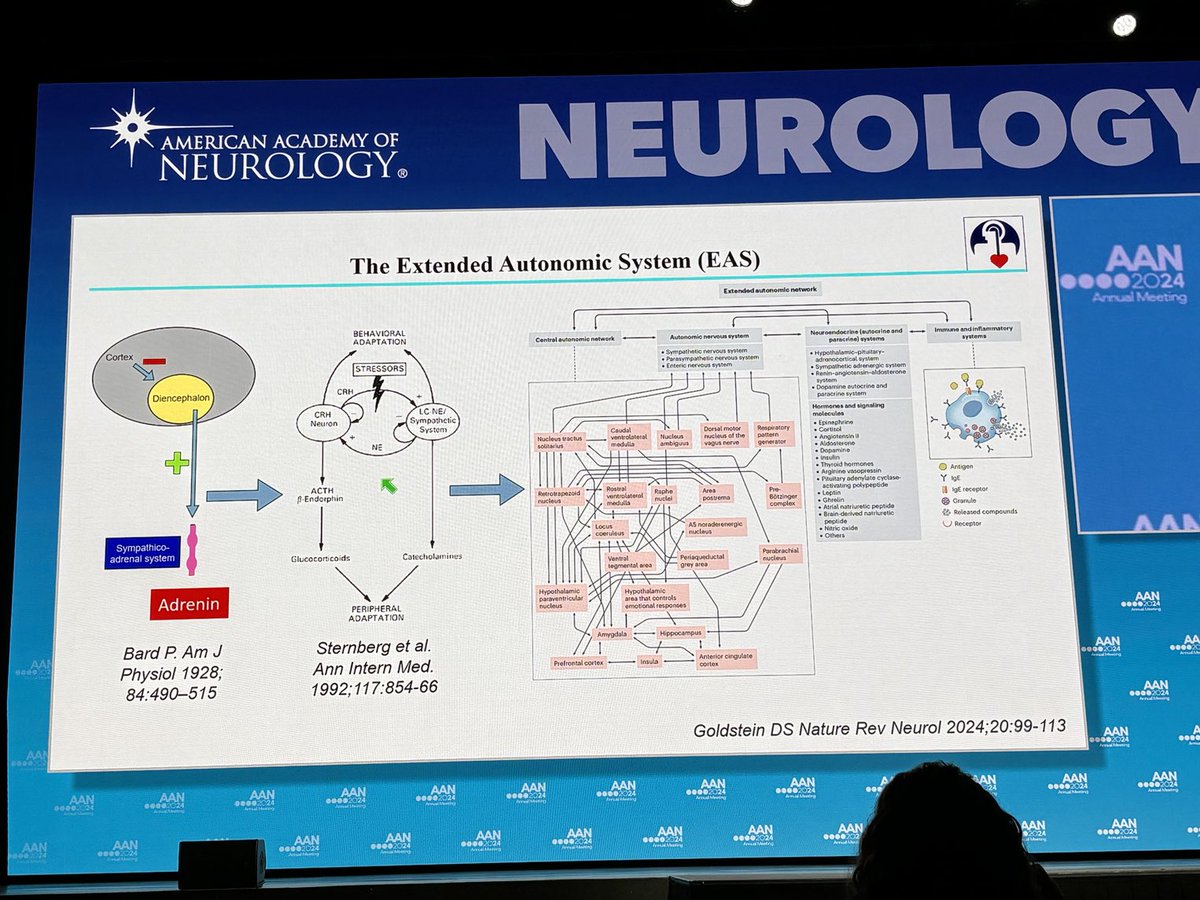 “Saying autonomic dysfunction is almost meaningless” - David Goldstein, reviewing the increasingly complex Extended Autonomic System at #AANAM