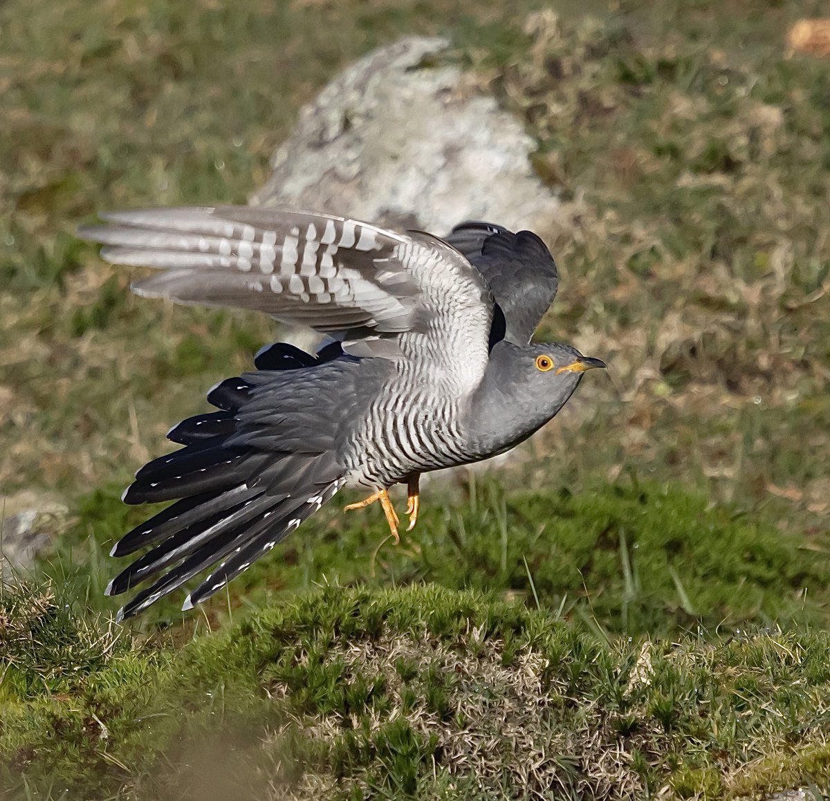 Male Cuckoo back on Bodmin moor today. @CBWPS1 #birdphotography #birding #birdwatching #birdwatching #NaturePhotography #Birds #wildlifephotography