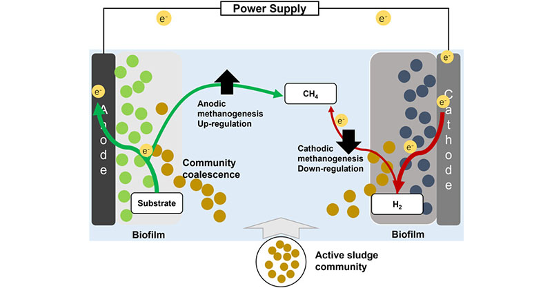 Integrating conventional #wastewatertreatment methods with #microbialelectrochemicaltechnologies (METs) may have an impact on the methanogenic microbial community in response to #communitycoalescence. @ShandongU 

Read more in ACS ES&T Engineering: go.acs.org/8Y9