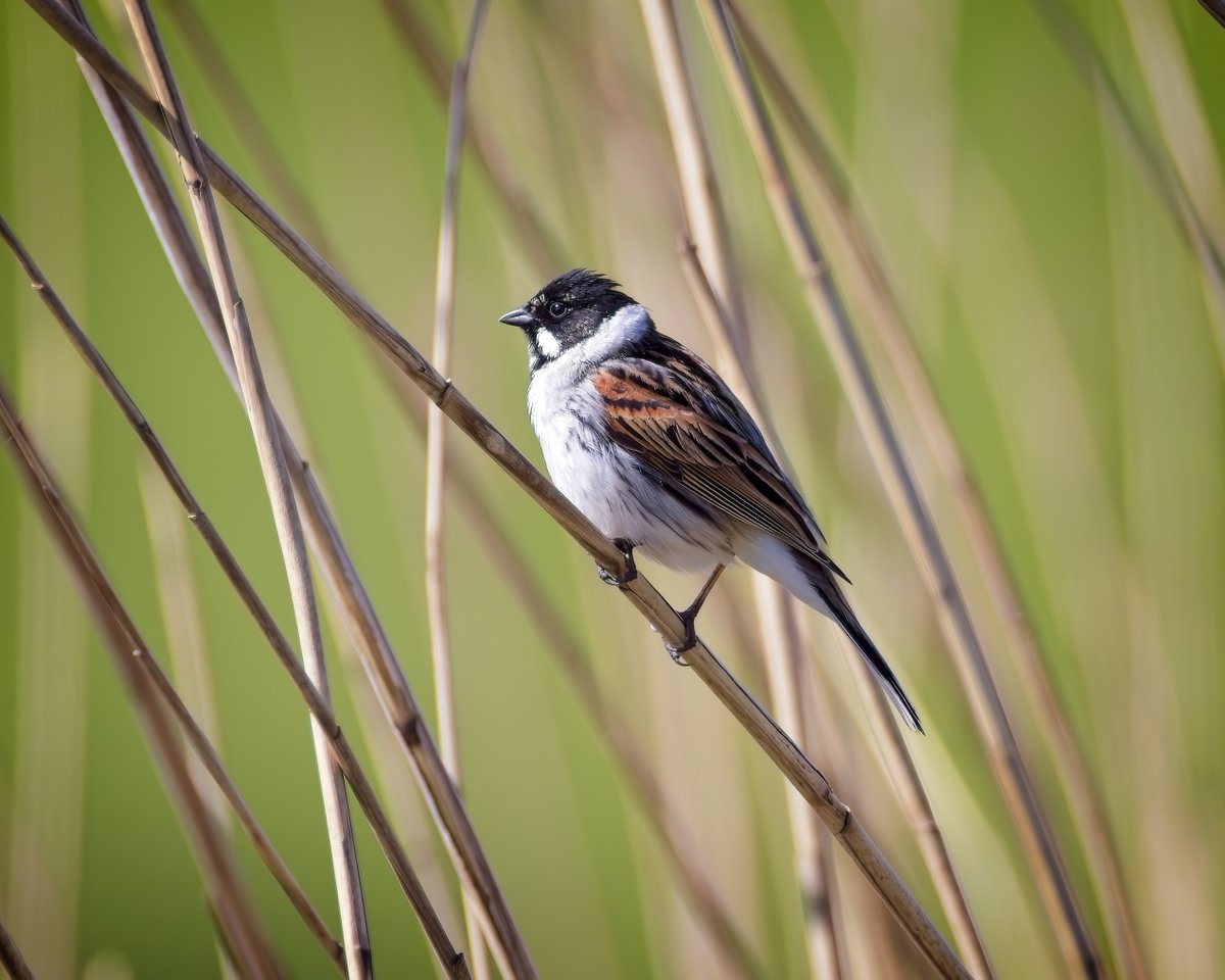 Reed Bunting from the Kingfisher Hide at @WWTSlimbridge this morning @slimbridge_wild #GlosBirds #BirdsSeenIn2024