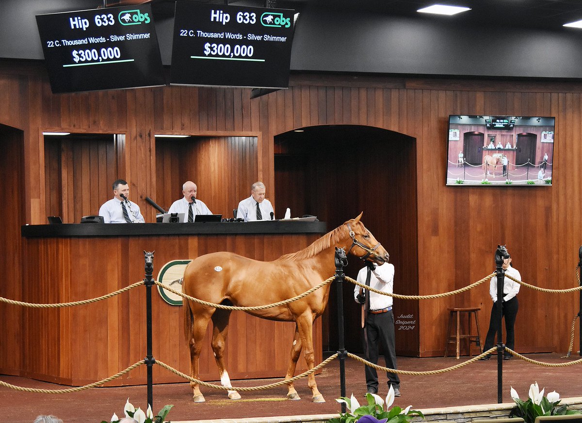 A PICTURE IS WORTH... We are excited to race this awesome colt from the first crop of our promising stallion THOUSAND WORDS! We purchased him for $300,000 at @OBSSales from the consignment of @tom_mccrocklin, who also sold us our current graded SWs Ruby Nell & Kingsbarns. This…