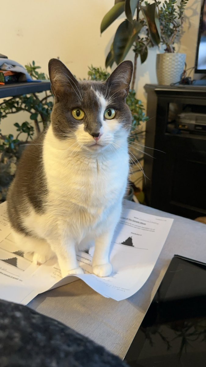 SabulouslySassy's tweet photo. @sarinaseaaa This is my Stevie! Also answers to Stevens, Beans, Mamas, Scar and SnoogleFlooferson. https://t.co/9Rhq0pHl0c