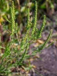 Bigger DC opp: Sidney Crosby or ragweed pollen?