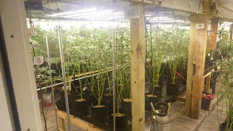Photo from a #TriadWeed bust this morning in Jay, where a farmhouse was raided.
