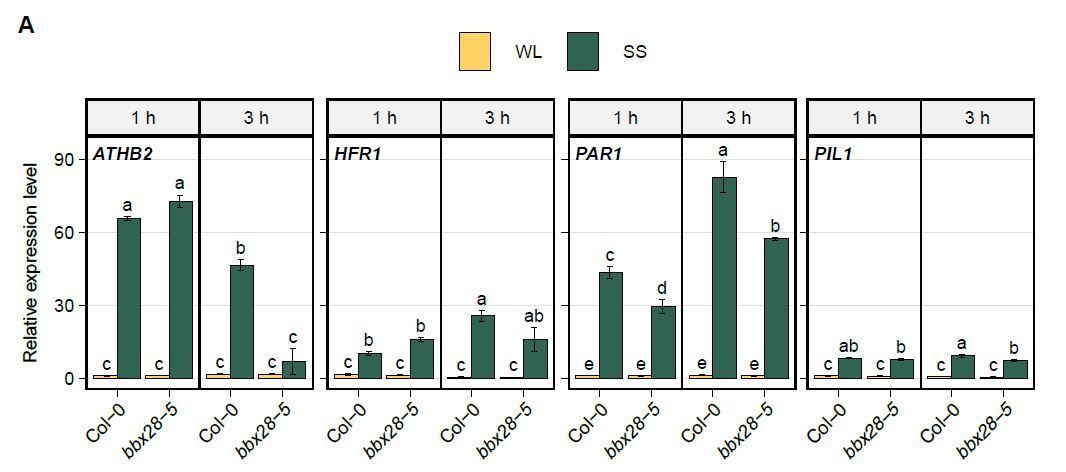 PlantPhys's tweet photo. B-Box transcription factor BBX28 requires CONSTITUTIVE PHOTOMORPHOGENESIS1 to induce shade-avoidance response in Arabidopsis thaliana (Maite Saura-Sánchez, Gabriel Gomez-Ocampo, Matías Ezequiel Pereyra, et. al.) https://t.co/hAXf4uUdj3 @MaiteSaura @ifevaok @ASPB #PlantSci https://t.co/QoG7PAT0lI