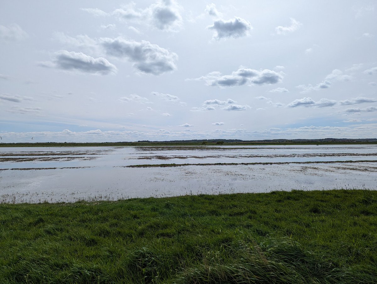 The new wet grasslands at Blue House Farm are looking just amazing at the moment. Territorial lapwing, redshank and avocets everywhere - highly recommended.