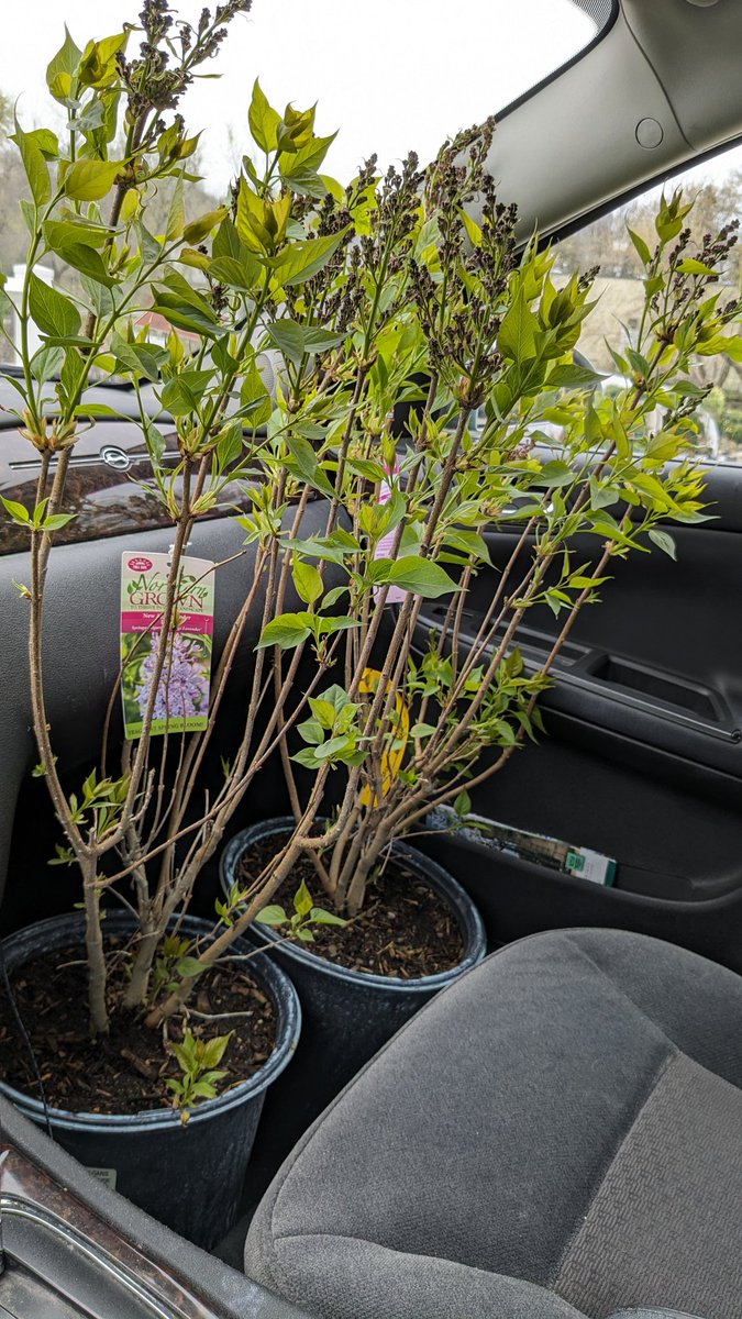 Hope I don't get pulled over with a car full of used Syringa.