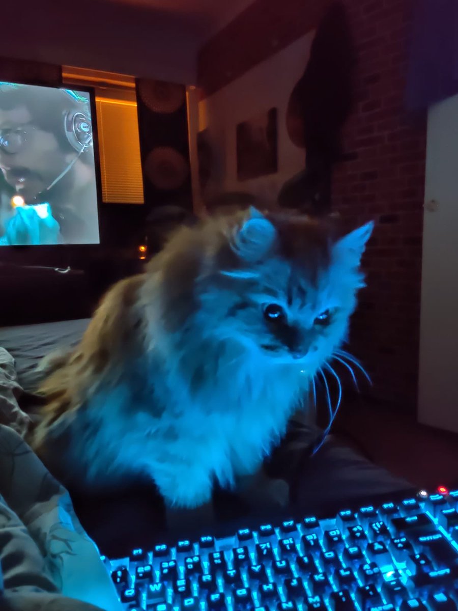 FatcatAnim's tweet photo. The softest cat i've ever know and the original inspiration for my profile avatar, pörris at age 16 sadly passed away yesterday. I wanted to post him here this cat meant alot to me and I dont want to forget him. He  was by my side 2/3:rds of my life and im going to miss the absolute fucking hell out of him.