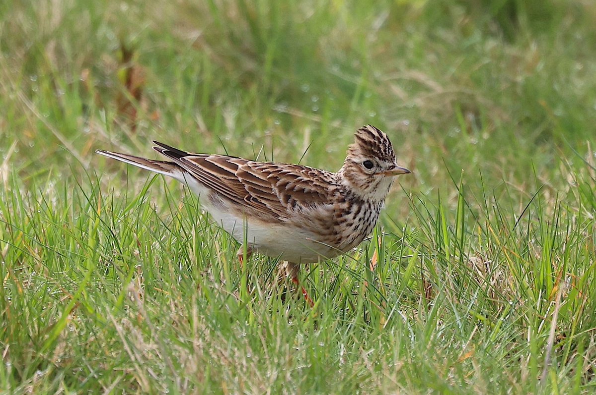 So far in 2024  @wrenwildlife have observed no less than four male skylarks singing on Wanstead Flats.
🎶🐤🎶
Thank you to the local community who have overwhelmingly supported #EppingForest staff working to conserve these joyous birds in #EastLondon.
📷 credit @tharris0457