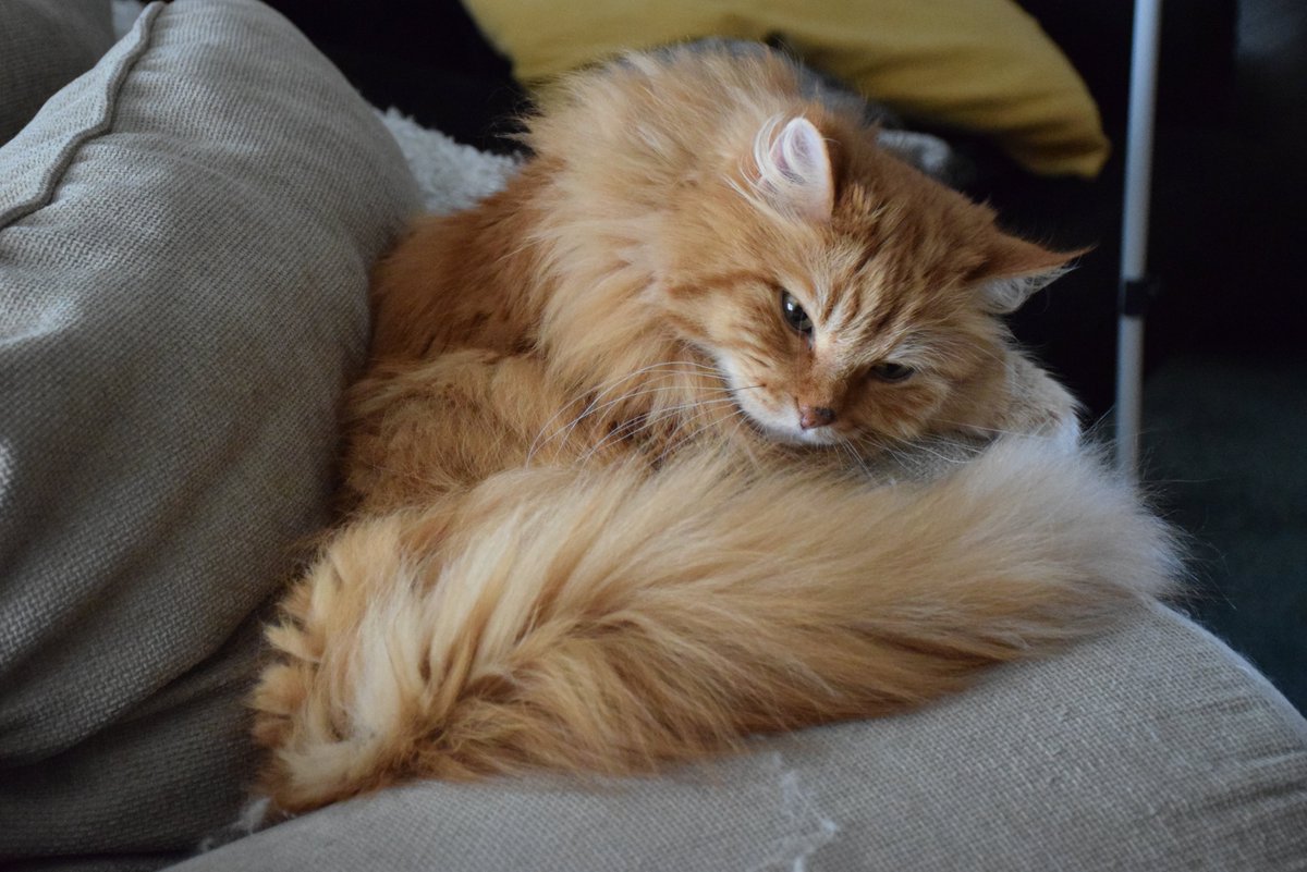 FatcatAnim's tweet photo. The softest cat i've ever know and the original inspiration for my profile avatar, pörris at age 16 sadly passed away yesterday. I wanted to post him here this cat meant alot to me and I dont want to forget him. He  was by my side 2/3:rds of my life and im going to miss the absolute fucking hell out of him.