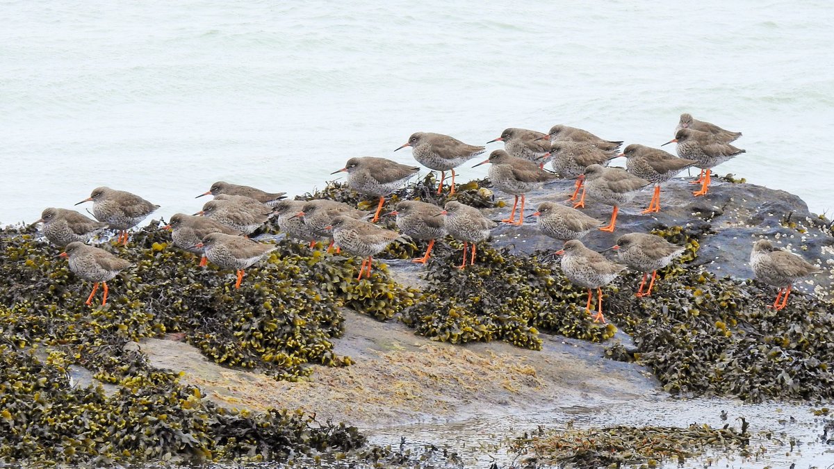 Heaps of Redshank grounded by the rain on Barra today along with the first pulse of Dunlin, 4 species of migrant geese and unusually high numbers of Black-headed Gulls. Every raincloud has a silver lining!