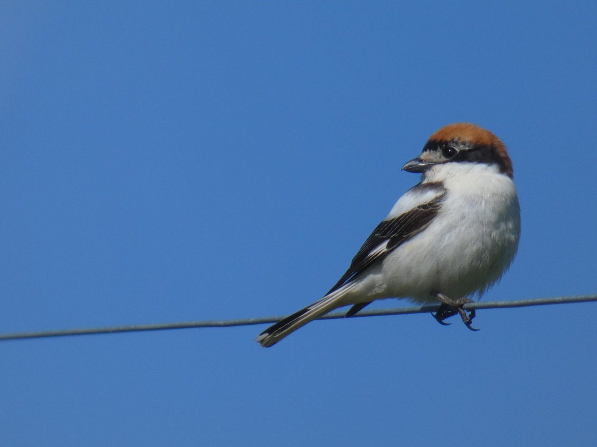 It was great to see this stunning Woodchat Shrike here on Lundy today. Arriving this morning, it has been actively feeding along the East side most of the day and showing really well at times.  @lundybirds