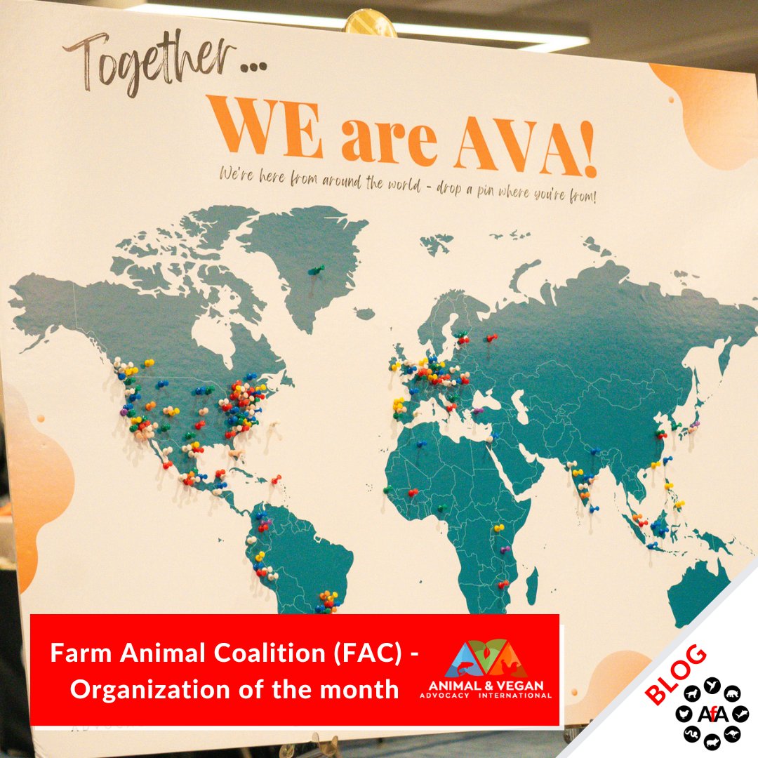 🌟 Meet AVA International - FAC's organization of the month this April! From transformative summits to global collaborations, discover how AVA International is revolutionizing animal advocacy. Ready to be inspired? Read the full blog here: farmanimalcoalition.com/post/fac-organ…