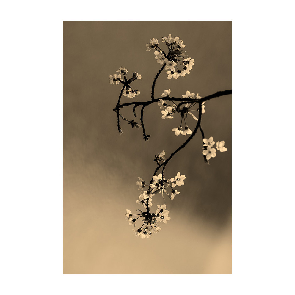 Flors de primavera
Sakura
#florsprimaveraproject #pellproject
#nature #flowers #flors #spring #primavera #sakura
#visualpoetry #artnature #artphoto
#poemavisual #bellesa #melangia
#misty #poetry #romantic
#landscapephotography #naturephtography #fineartphotography
#xmanrique
