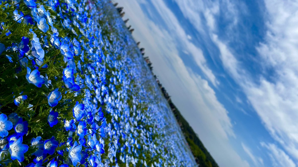 りつこ tweet media