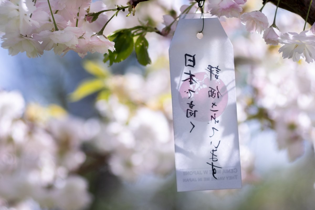 Recently, the Botanical Garden in Powsin had a Japanese Month. In connection with this, for example, flowering trees got additional decorations :)
•••
#landscapephoto #gardens #botanicalgarden #oldlens