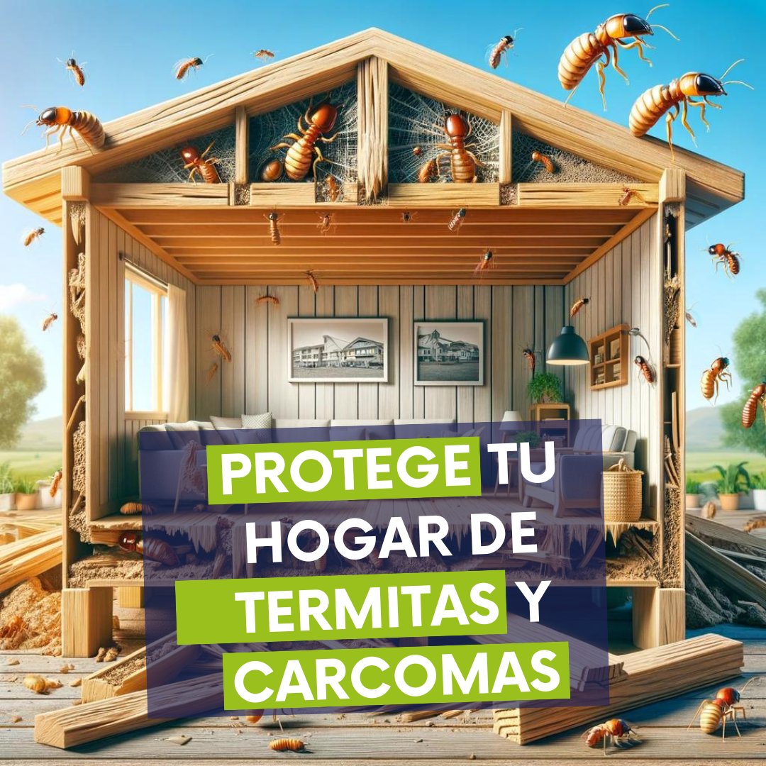 Higienisa's tweet photo. 🚨 ¡𝗔𝗹𝗲𝗿𝘁𝗮 𝗲𝗻 𝘁𝘂 𝗵𝗼𝗴𝗮𝗿! 𝗧𝗲𝗿𝗺𝗶𝘁𝗮𝘀 𝘆 𝗰𝗮𝗿𝗰𝗼𝗺𝗮𝘀 𝗮𝗹 𝗮𝗰𝗲𝗰𝗵𝗼 🚨⁣
⁣
Las termitas y carcomas no son solo una molestia menor; son una amenaza real para la madera de tu hogar y, lo que es más grave, para su integridad estructural 🏚️🔥 https://t.co/einwy79l6f