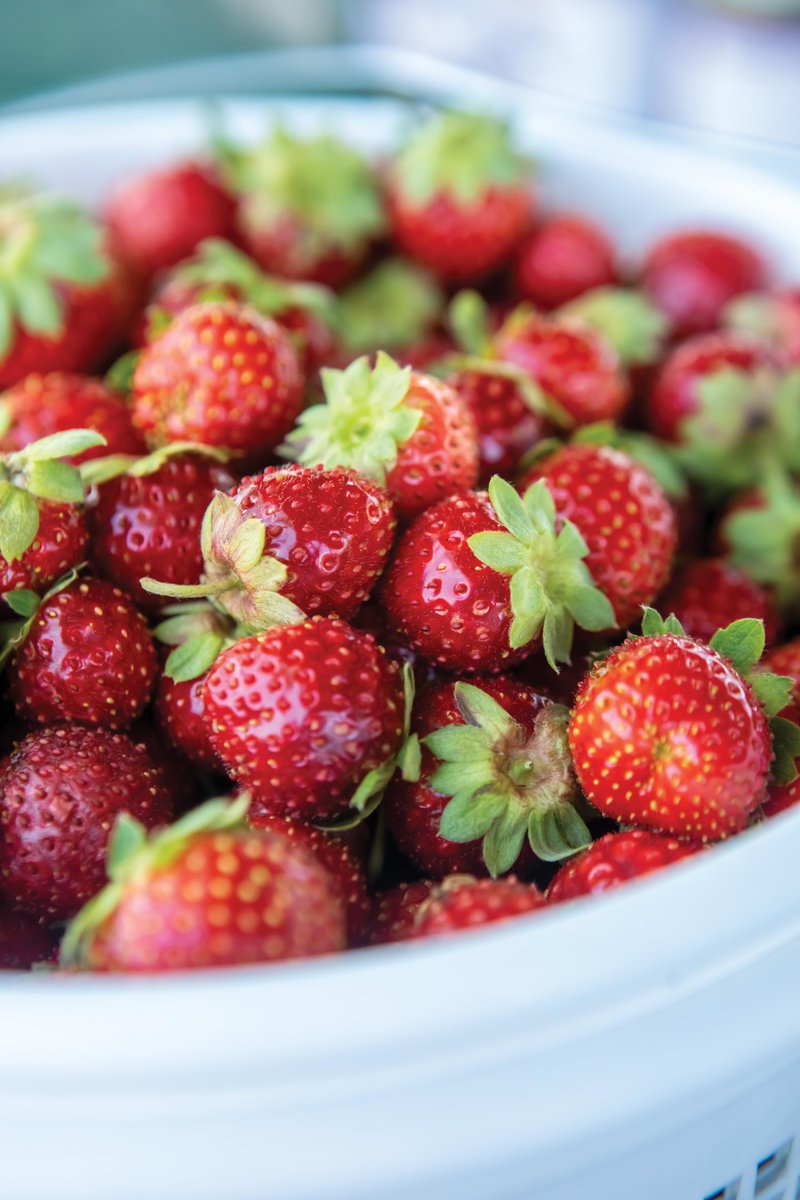 It's strawberry time in Tennessee! Most strawberry farmers will start selling strawberries in the coming weeks. Click the link below to find the nearest strawberry patch to you! picktnproducts.org/listview/straw… #TNFarmBureau I #PickTNProducts I #TNAgriculture