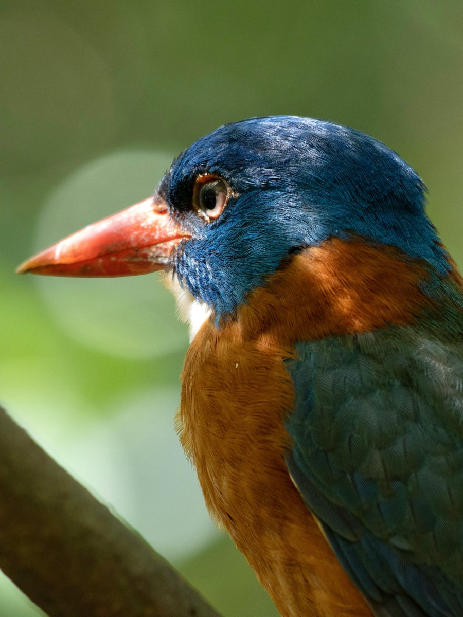 Green-backed Kingfisher🇮🇩

#nature #birds #Indonesia