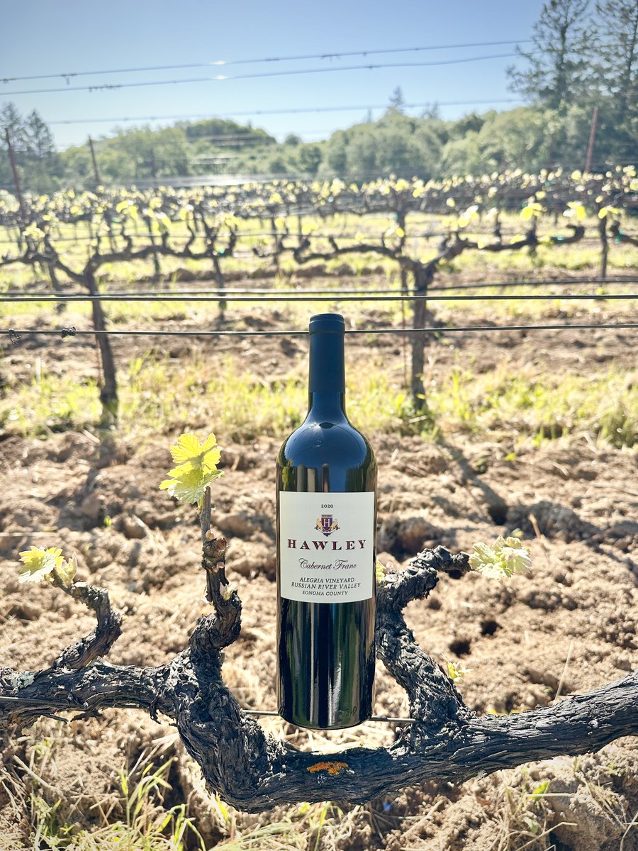 HawleyWines's tweet photo. Cabernet Franc: 
With origins in France, Cabernet Franc is a bordeaux varietal that is grown in several global locations. These include, but are not limited to: Italy, Chile, and right here in Sonoma County California. 
Our Alegria Vineyards Cabernet Franc is grown in the... https://t.co/uaLFvNV55Z