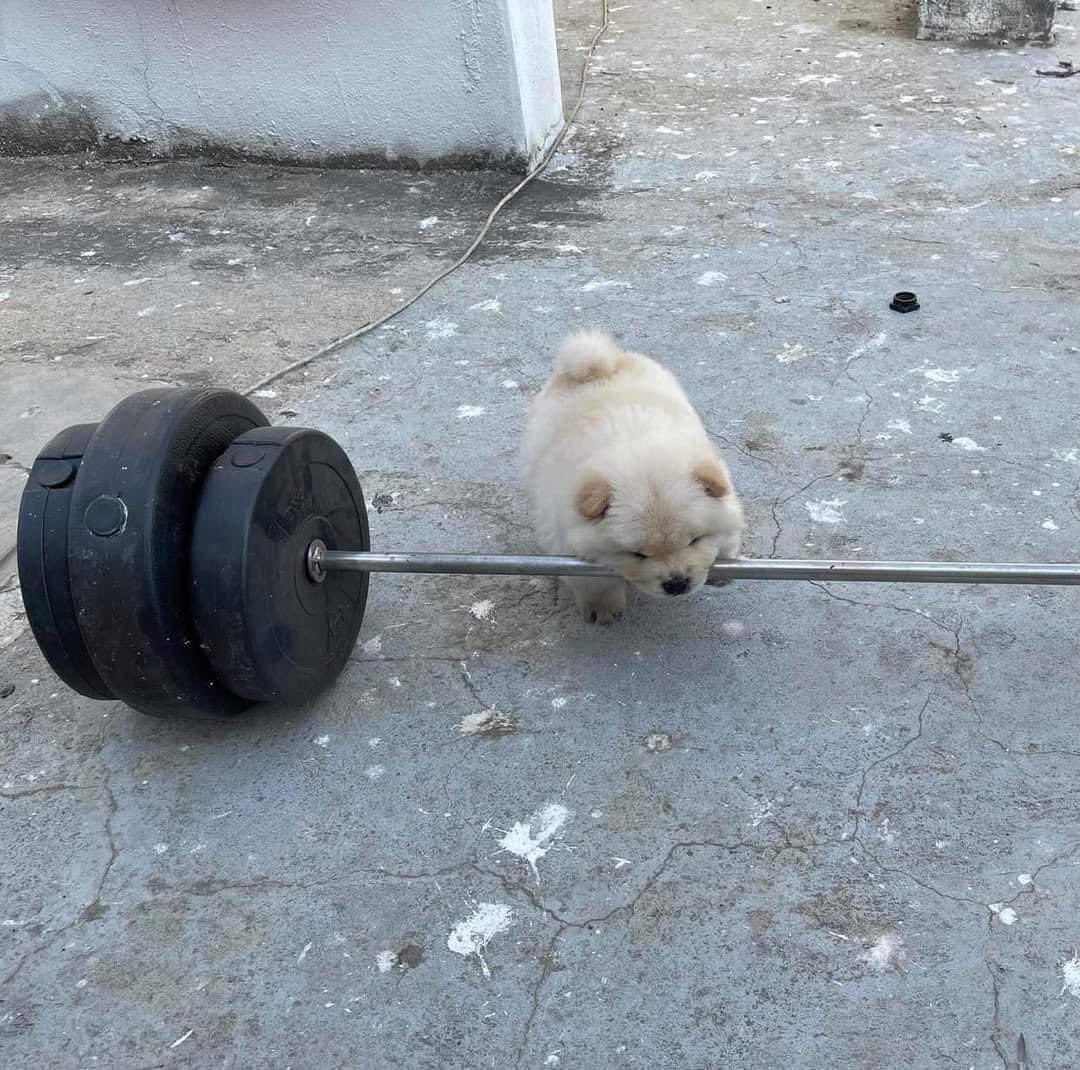 perritos_qctd's tweet photo. my gym bro https://t.co/PcPuJr4lQa