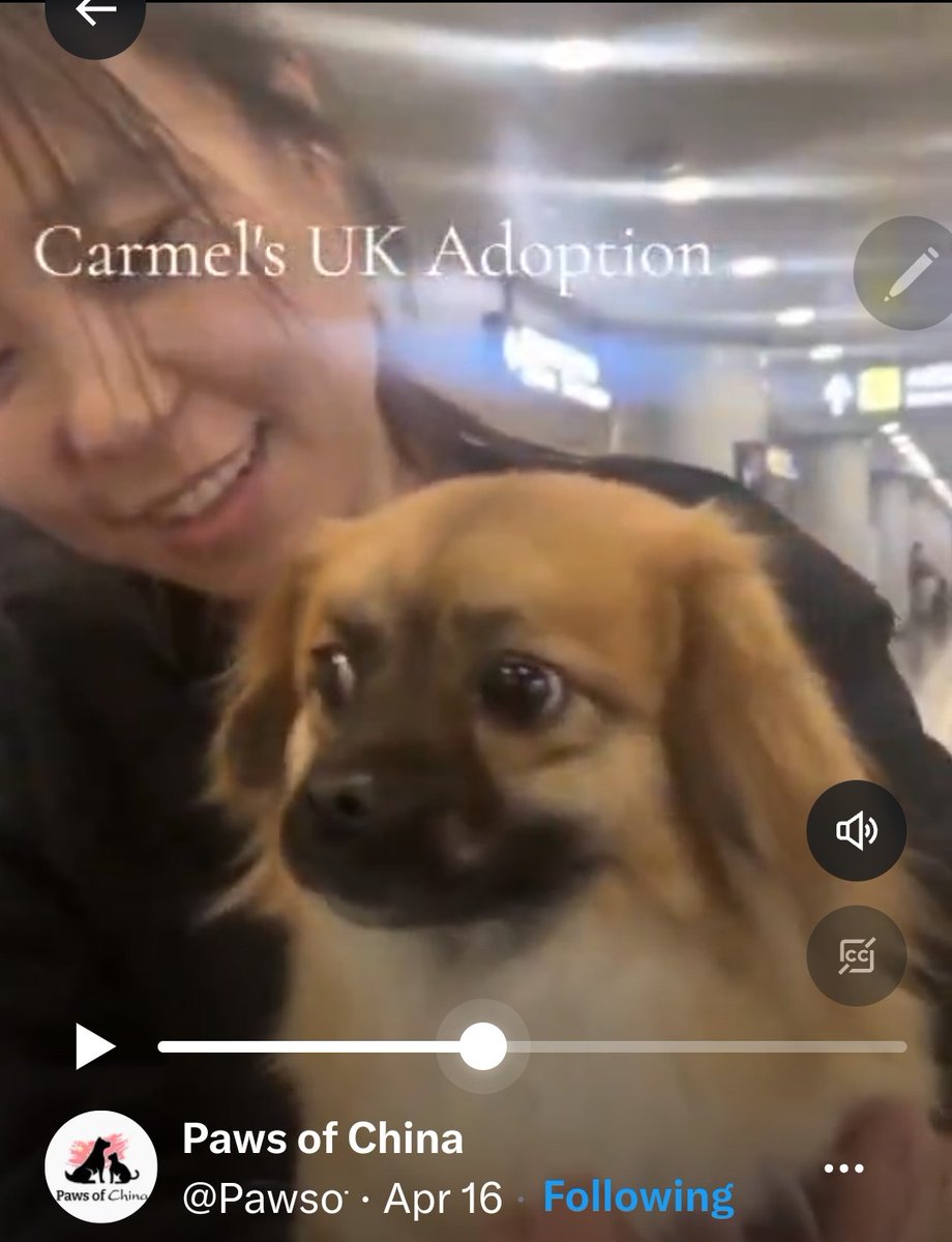 Caramel went from almost being #dogmeat in #China to beloved pet of nice girl in #UK ! #EndDogCatMeatTrade
Nice video please watch!
