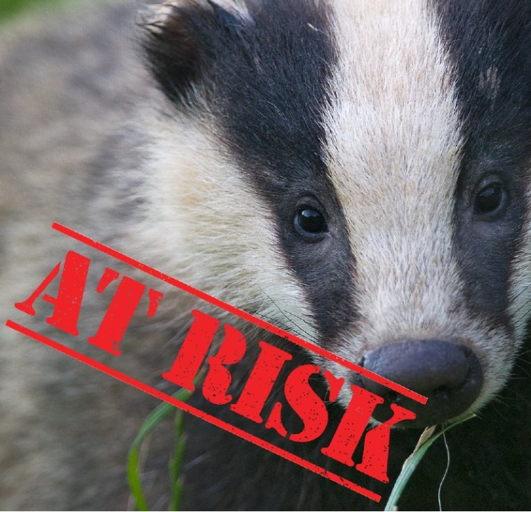 The Wildlife Trusts yet again call on UK Government to end the badger cull, accelerate the roll out of a cattle vaccine and implement livestock measures urgently ❌ Read the response by The Wildlife Trusts & respond to the consultation on the link below 👇 avonwildlifetrust.org.uk/news/wildlife-…