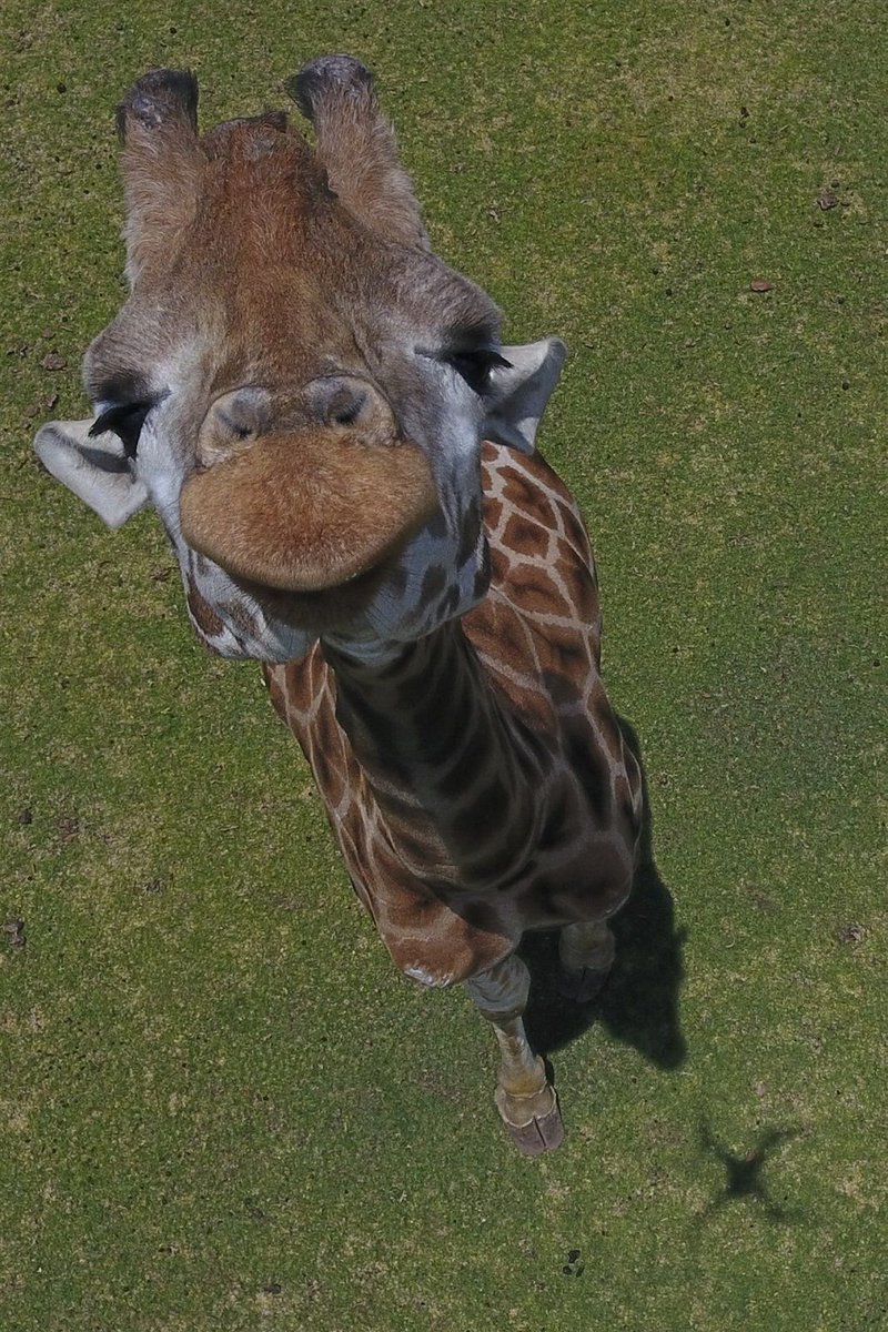 13. A giraffe inspecting a drone