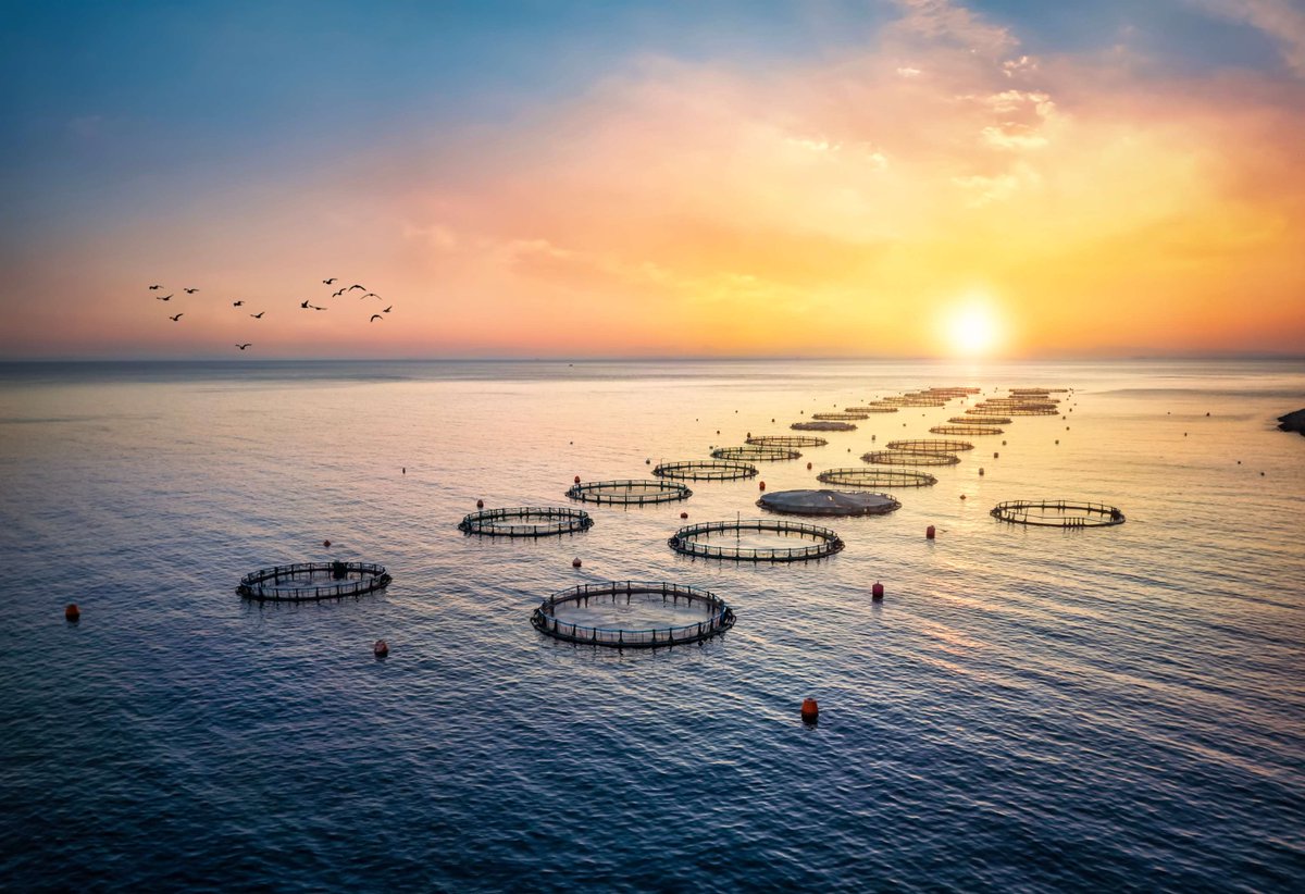 🎣🐠🇪🇺 La plupart des #poissons les plus couramment élevés et consommés dans l'UE/AELE ne présentent aucune trace de parasites susceptibles d'infecter l'homme ow.ly/Llpi50RiXqI #aquaculture