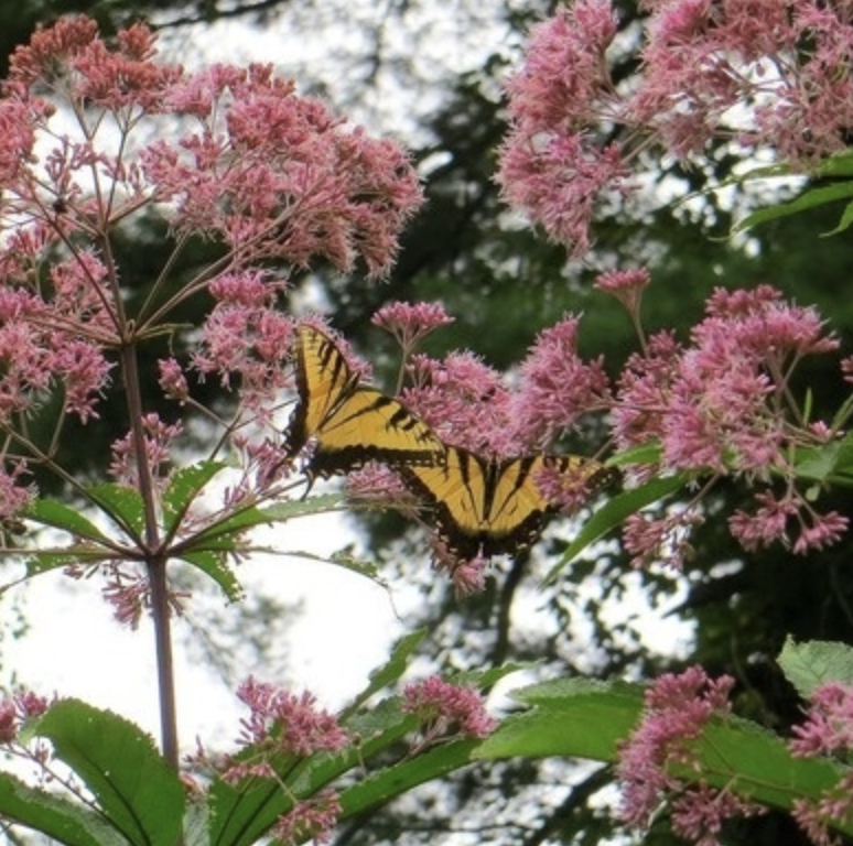 Interested in transforming your lawn into a haven for native plants? Join us TONIGHT for a workshop on native plant gardening by URI Master Gardener Melissa Guillet! events.uri.edu/event/native-p…