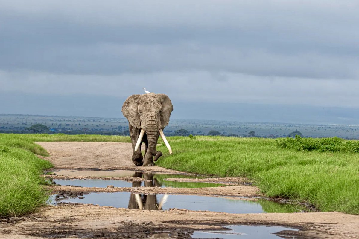 Reflections of an Amboseli Tusker
📸 Julius Pili Pili
Bonus Points for knowing his name!