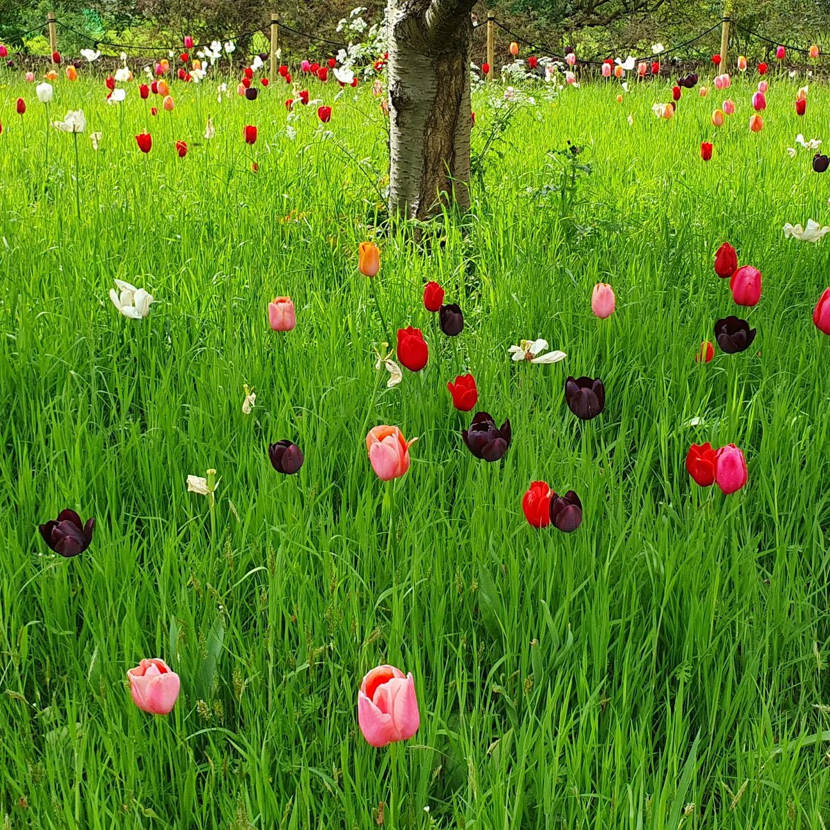 A stunning spring day walking in @kewgardens to lift the spirits. Always great to spend time with the fabulous @HR_Craddock and talk #trees, #planthumanities and #phdlife, as well as eat cake! 😄🍰☕️. #springblossom #tulips #judastree #Kew