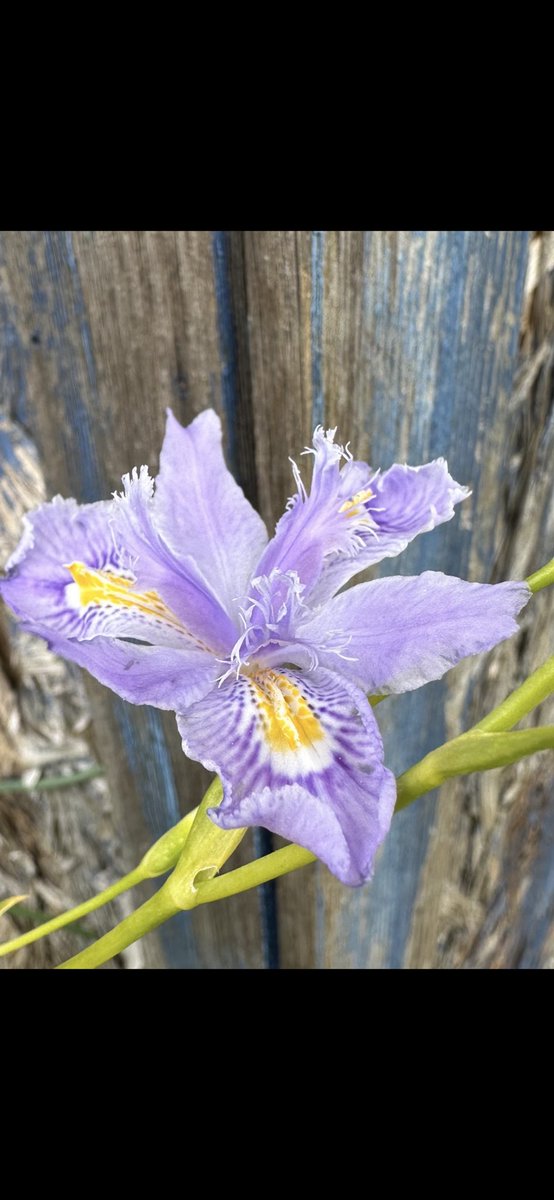 Well that’s the last of the talks until the autumn now! It’s plant fair season madness and it all starts this Sunday again! Iris confusa ‘Martyn Rix’ has been popular this spring! #planttalk #plantfairs #busyseason #springmadness #plantgrower #peatfree #irismartynrix #irisconfusa