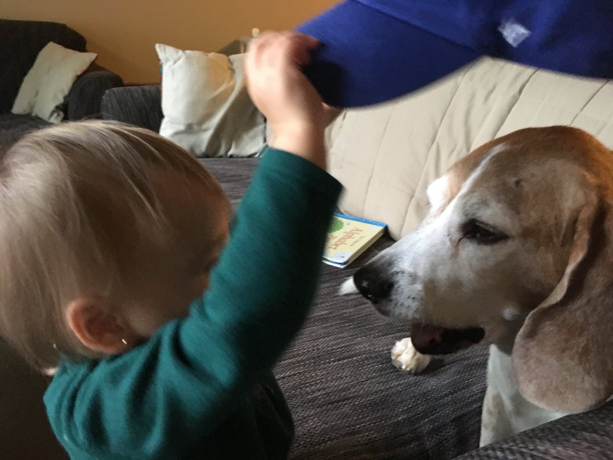 This goes both for the Cats and Critters Challenge & the Throwback Challenge… this was the day my daughter, who was 1.5 years old at the time, decided our beagle should become a Wildcat! #OneDayforUK