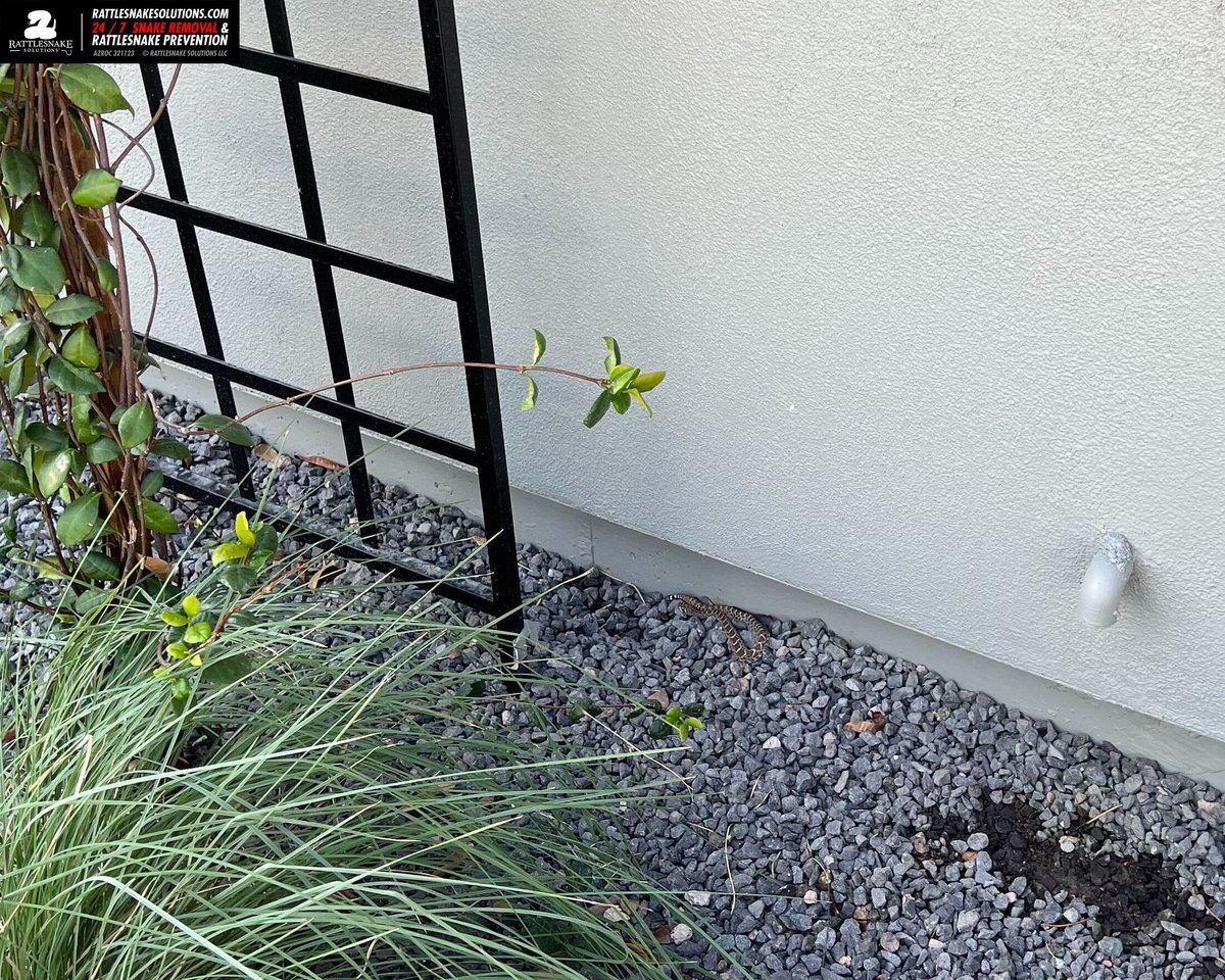 This little Western Diamondback Rattlesnake was cruising around a backyard in Ahwatukee a few weeks ago, possibly unable to have found a suitable winter den. Marissa helped it get to the perfect place (not in the yard!)