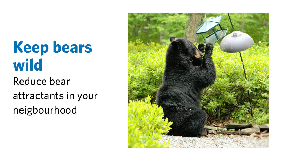 Help prevent bear visits by removing bird feeders, securing garbage and pet food, and composting properly. Feeding bears, even unintentionally, is against the law in BC. Visit our website for more ways to be bear aware: westvancouver.ca/bears