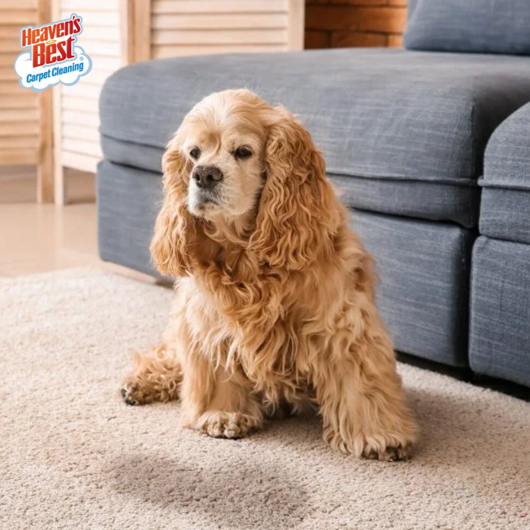 Carpets looking a little ruff? 🐾🐕 Call Heaven's Best to schedule your professional cleaning today - DRY IN ONE HOUR! (507) 828-1575

marshallmn.heavensbest.com
#heavensbest #marshall #marshallmn #bestofmarshall #carpetcleaning #upholsterycleaning #floorcleaning