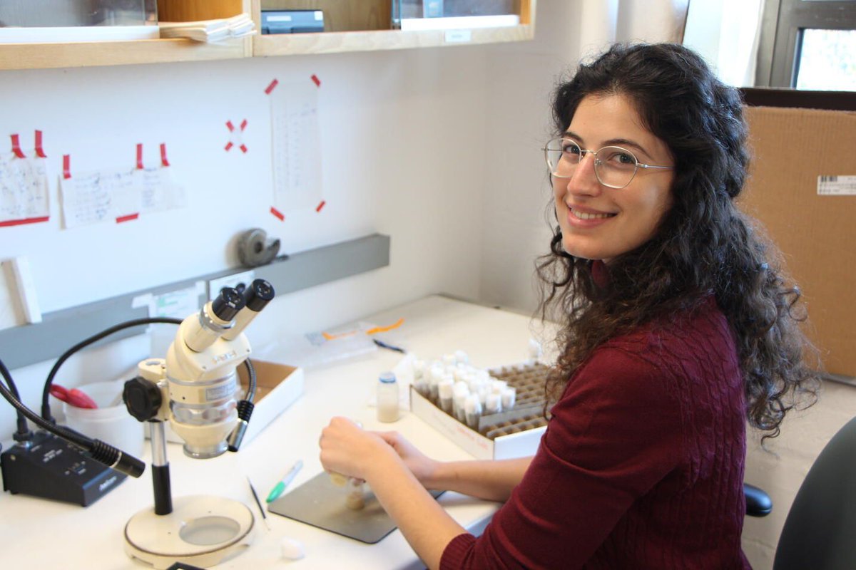Anastasia Repouliou, a @MCB_Harvard PhD student, discusses her work on uncovering the mechanism of a protein essential to the development of fruit flies, how she came to her research, and the lessons she learned from switching labs at @Harvard. 🍓🪰 🔗 buff.ly/3PUlaj2