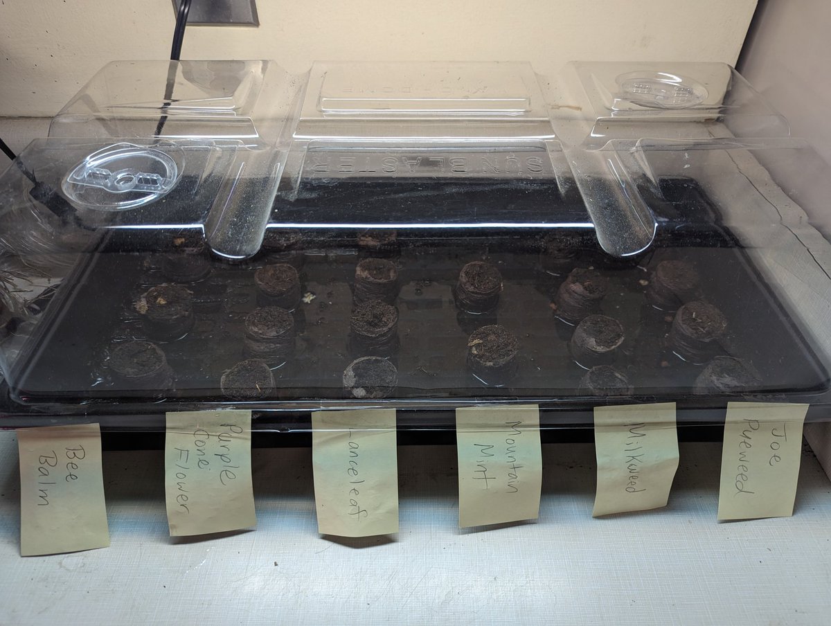 gillisgreen205's tweet photo. With thanks to the @OISEUofT #seedlibrary we are planting 6 different types of native plant seeds. Some are already in our #germinationstation and some are headed to the school freezer for #coldstratification. We wonder which ones will grow better! 🌱💚 @OISE_SCAN https://t.co/4BLmr6og8E