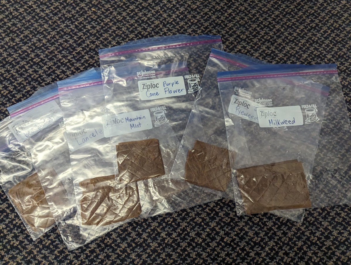 gillisgreen205's tweet photo. With thanks to the @OISEUofT #seedlibrary we are planting 6 different types of native plant seeds. Some are already in our #germinationstation and some are headed to the school freezer for #coldstratification. We wonder which ones will grow better! 🌱💚 @OISE_SCAN https://t.co/4BLmr6og8E