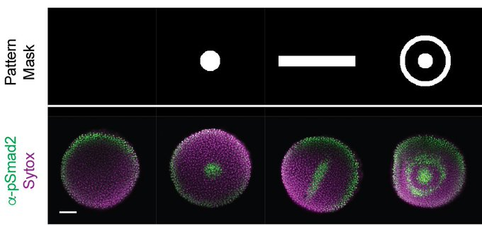 We have a new preprint on optical patterning of Nodal signaling in zebrafish embryos: using light to sculpt embryonic development! biorxiv.org/content/10.110… Beautiful work led by @LordLab_Pitt and @h4rrymcnamara